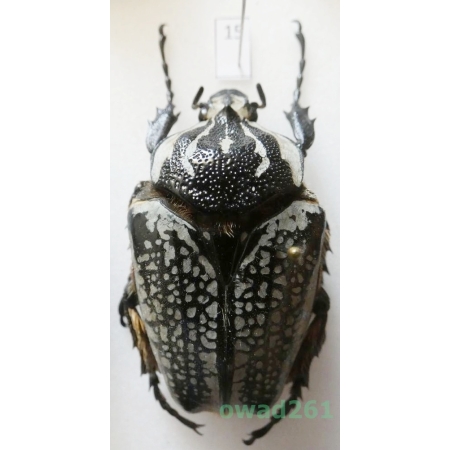 Goliathus orientalis (Moser, 1909) female Camerun 55mm15